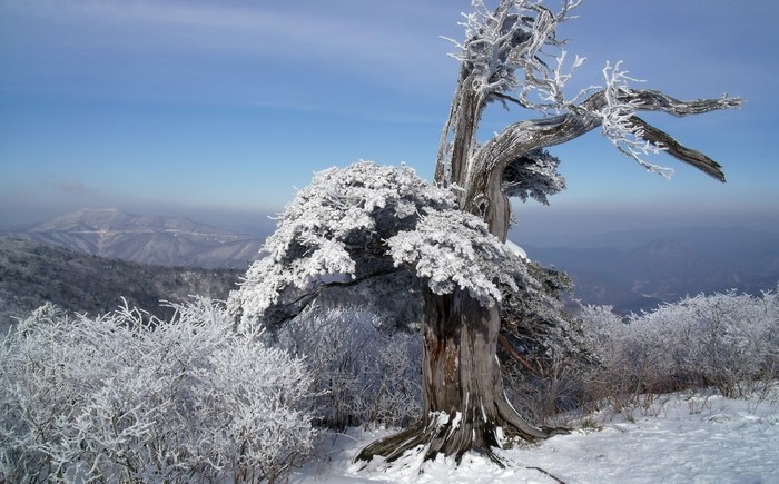 Snow-covered ancient tree on a mountain in winter