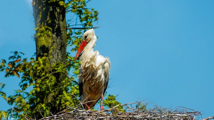 A stork stands in its nest against a blue sky