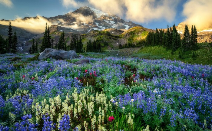 Wildflowers in bloom at the base of a snow-capped mountain