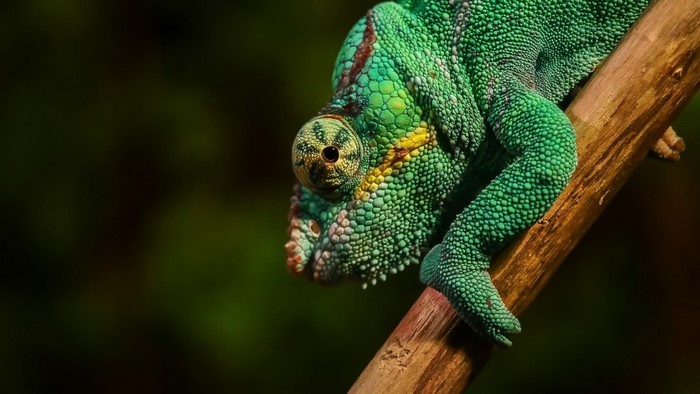 Close-up of a green chameleon on a branch