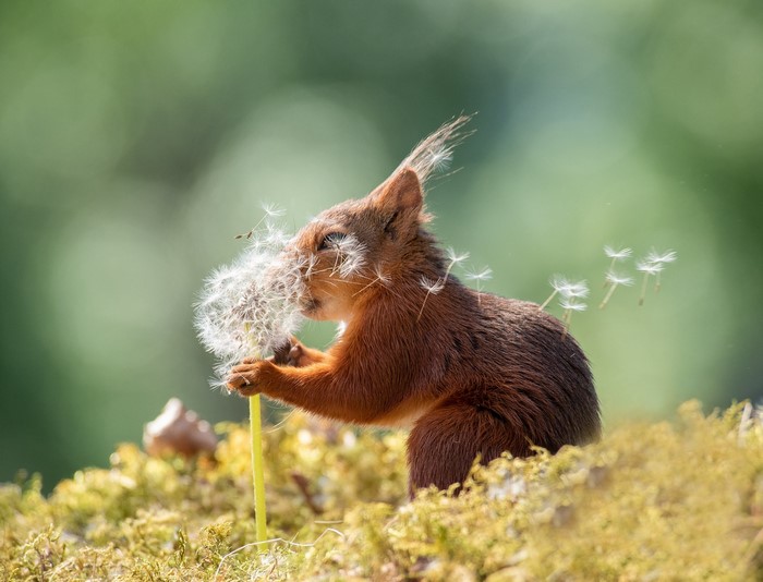 Red squirrel blowing dandelion seeds