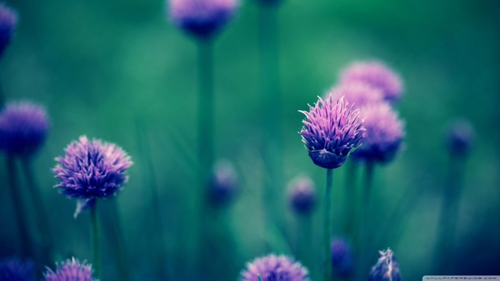 Purple flowers in a green field