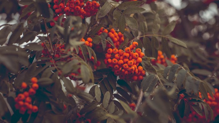 Clusters of Rowan Berries on a Tree