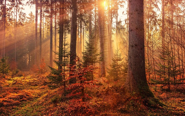 Sunbeams in an autumn forest
