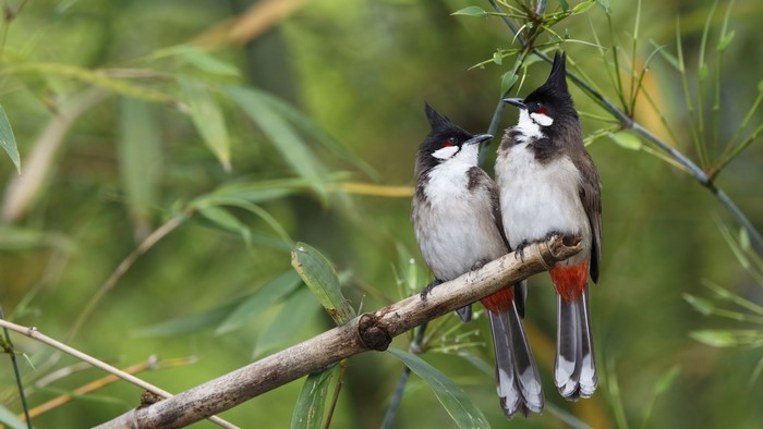 Two Red-whiskered Bulbuls perched on a bamboo branch