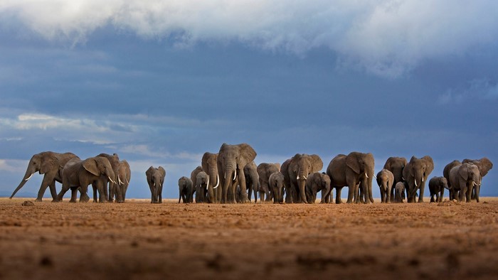 A herd of elephants walks across a dry plain under a cloudy sky.