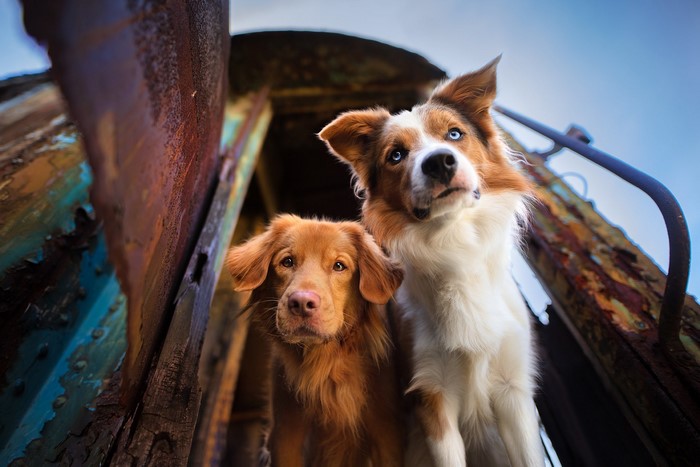Two dogs in a rusty train car
