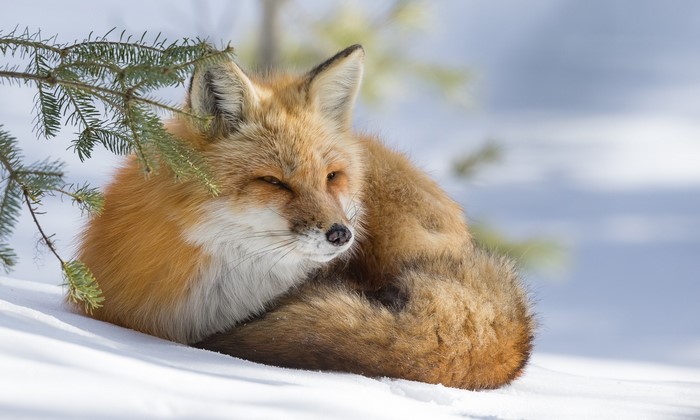 Red fox curled up in the snow under a pine branch