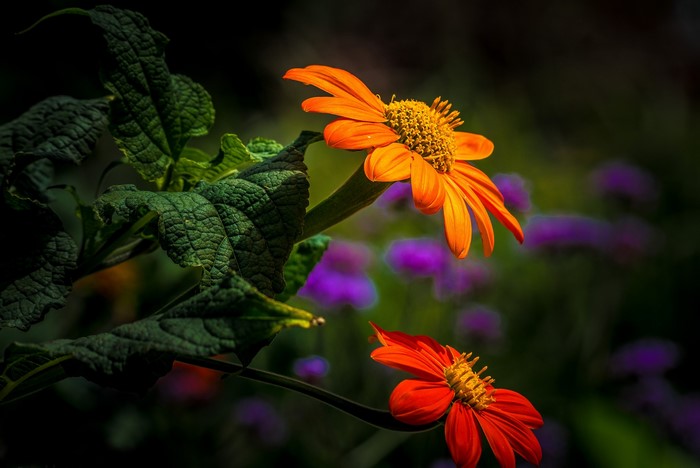 Orange and red flowers with green leaves