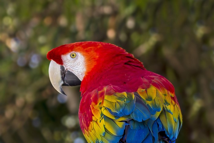 Scarlet Macaw parrot with colorful feathers