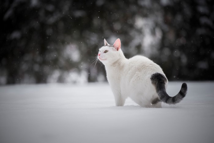 White cat with grey tail in the snow