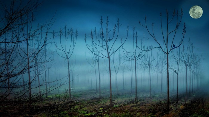 Bare trees in a foggy forest under a full moon