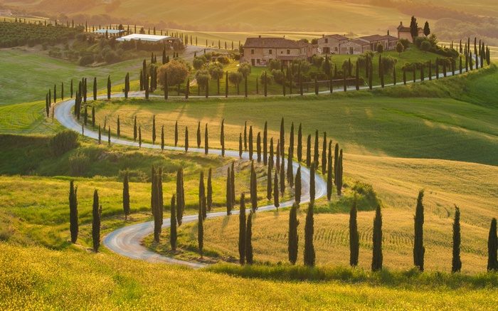 Winding road through cypress trees in Tuscany