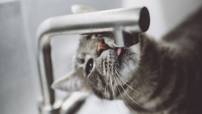 Close-up of a tabby cat drinking from a faucet