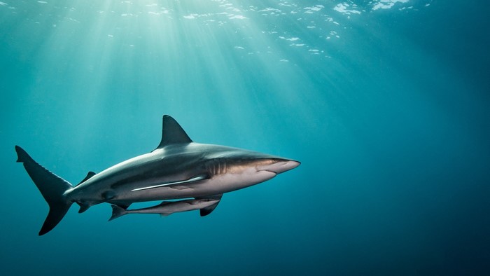 Shark swimming with remora fish underwater with sun rays