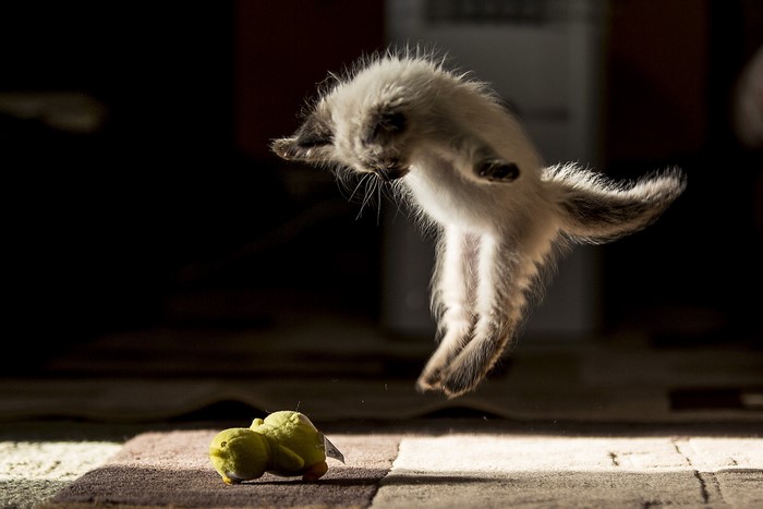Kitten jumping in the air near toys