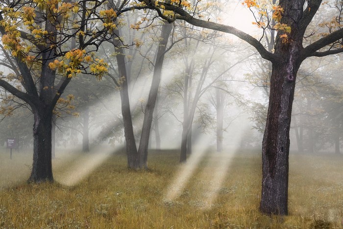 Sunbeams through trees in a foggy autumn forest