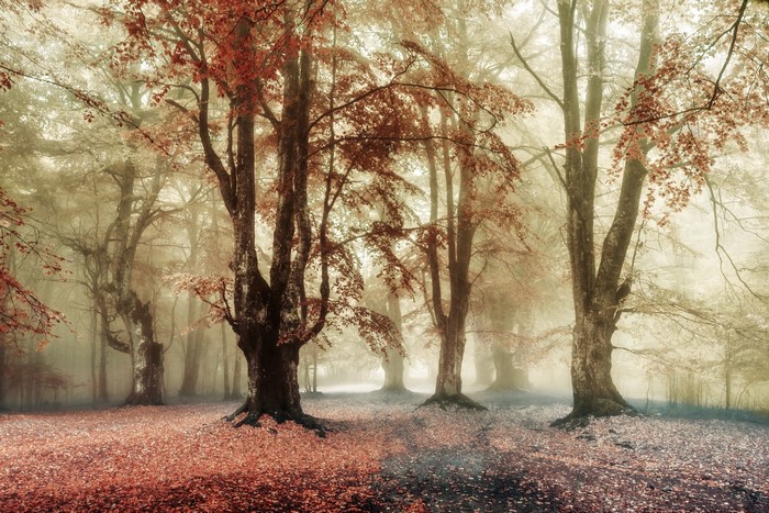 Misty forest with autumn leaves on trees and ground