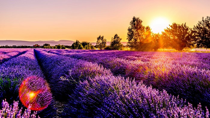 Lavender field at sunset