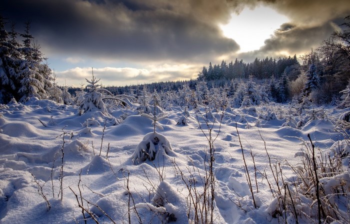 Snowy forest landscape with dramatic clouds