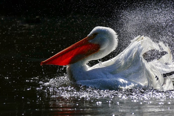 White pelican shaking water off in dark water