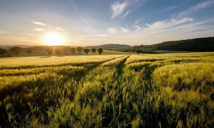 Golden field at sunset with trees and hills