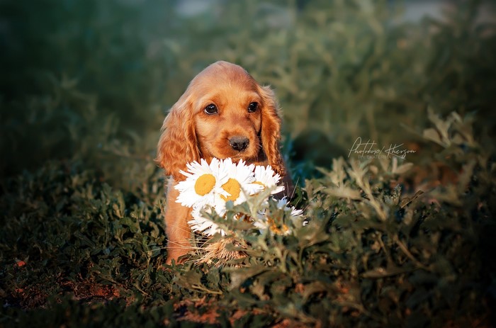 Golden Cocker Spaniel puppy with daisies