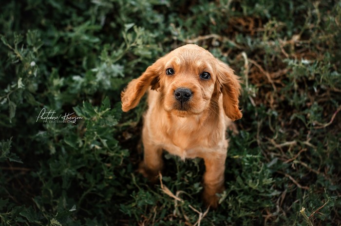 Golden Cocker Spaniel puppy sitting in green foliage