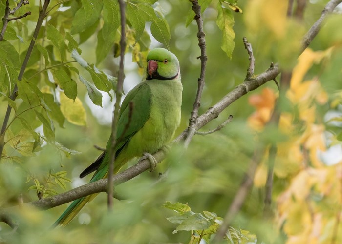 Green parrot perched on a tree branch