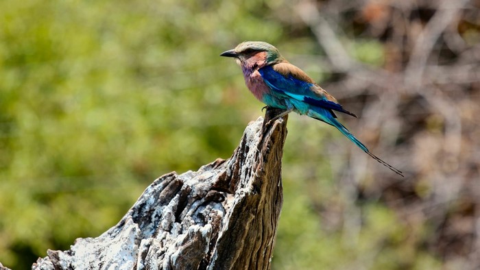 Lilac-breasted roller bird perched on a dead tree stump