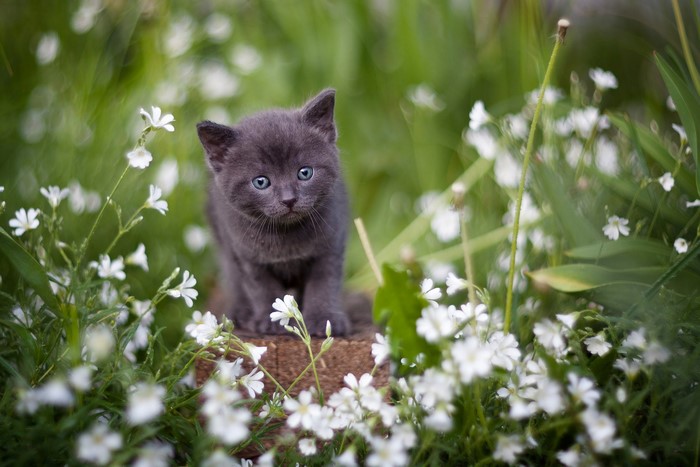 A gray kitten with blue eyes sits among white flowers