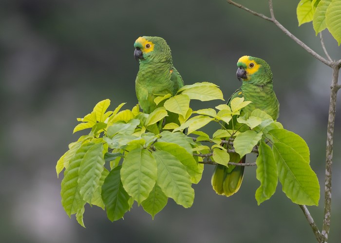 Two yellow-headed parrots perched on a branch with green leaves