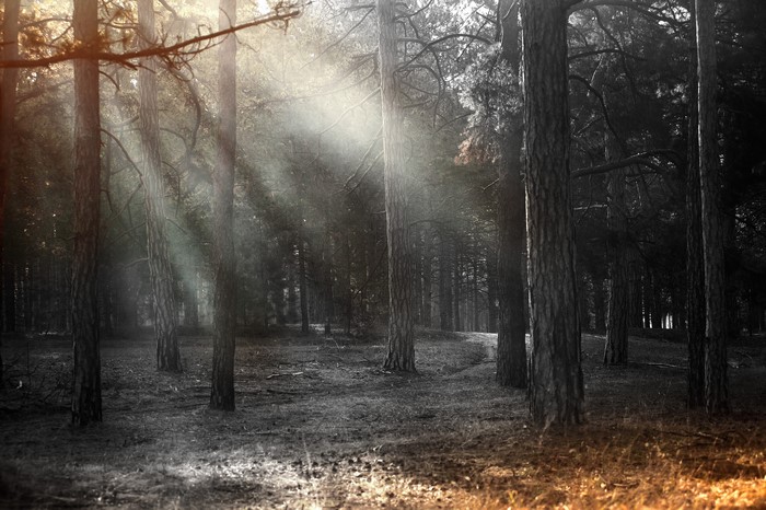 4K forest with sun rays filtering through trees
