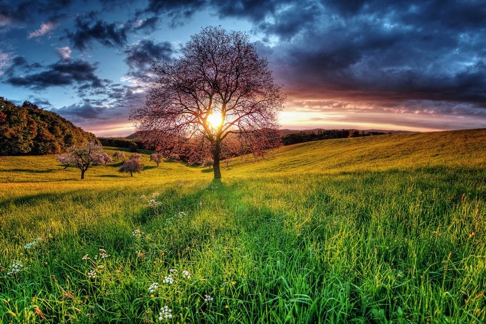 Tree in a field at sunset