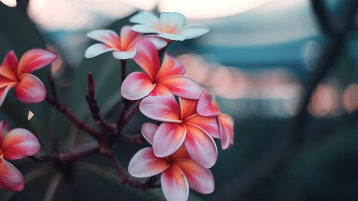 Pink and white plumeria flowers with bokeh background
