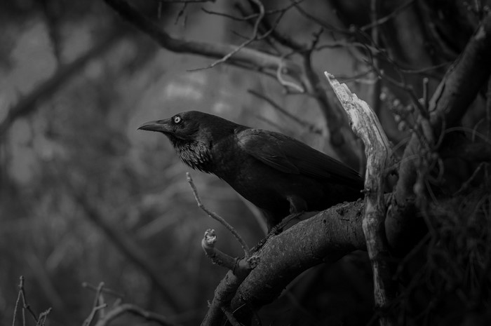 Black bird perched on a tree branch
