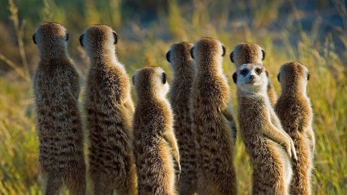 A group of meerkats standing alert in dry grass