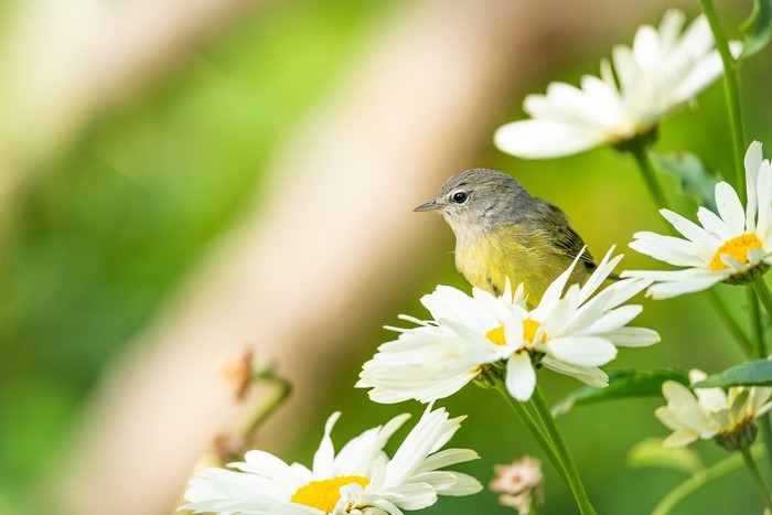 Small bird perched on white daisy flowers