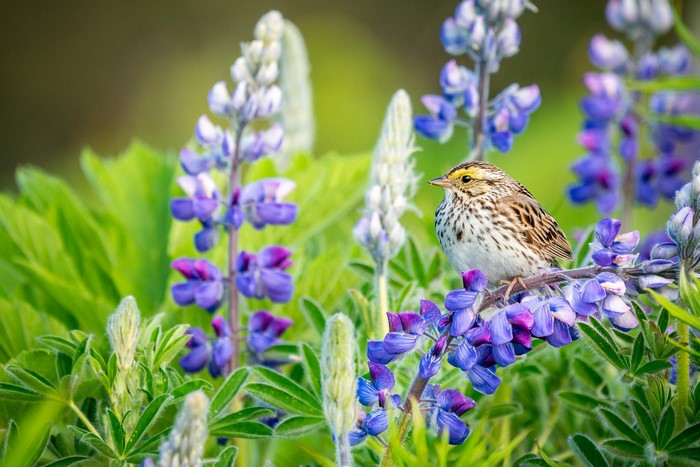 Bird perched on a lupine flower stalk