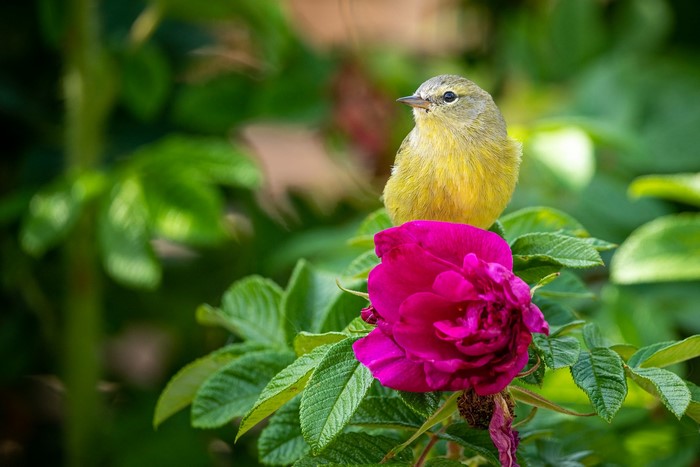 Yellow bird on a pink rose bush