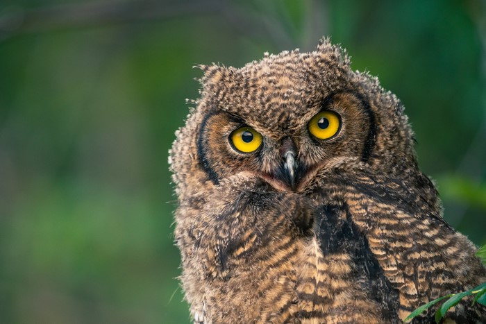 Close-up of a Great Horned Owl with yellow eyes