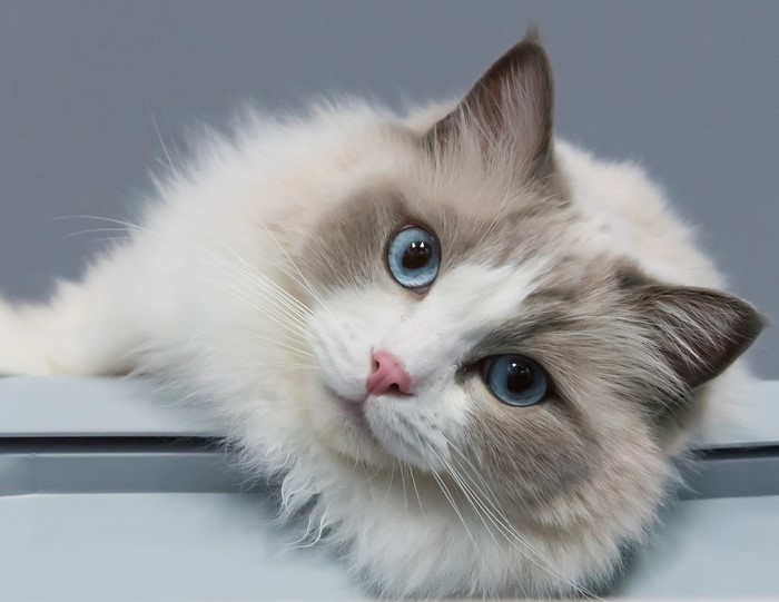 Ragdoll cat with blue eyes lying down