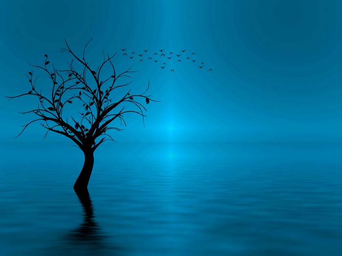 Silhouette of a tree and birds over water
