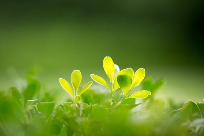 Macro shot of bright green leaves