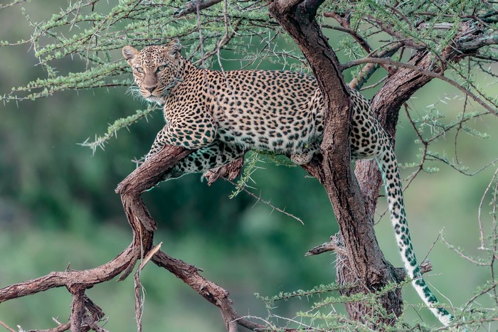Leopard resting on a tree branch