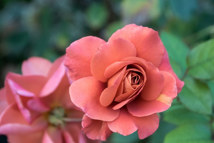 Close-up of a coral rose in bloom