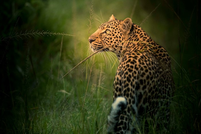 Leopard in tall green grass