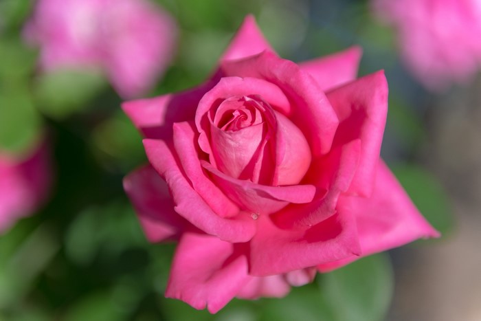 Close-up of a vibrant pink rose with dewdrop