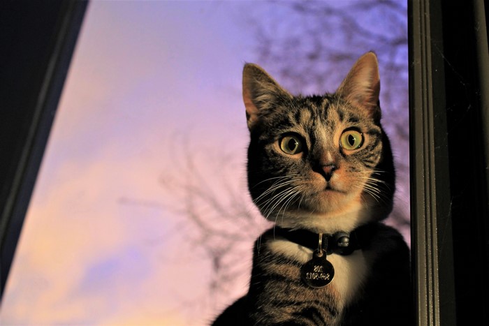 Tabby cat with collar looking out window at sunset