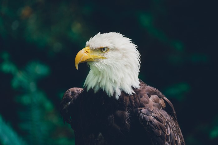 Bald eagle with white head and brown body
